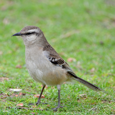 Chalk-Browed Mockingbird (2)